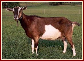 Freedom Farm Handmade Soaps Goat Milk Soaps